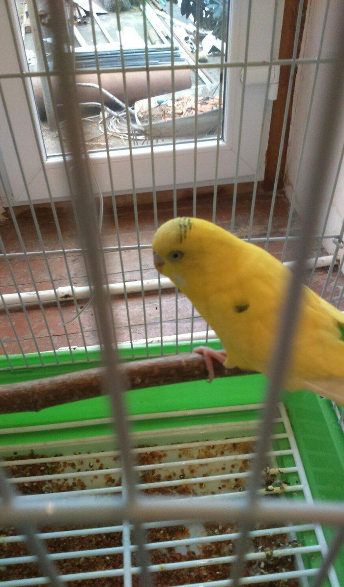 iki papuqadan ikiside erkekdir sari olan tayi 8-9 aylıq diger goy reng