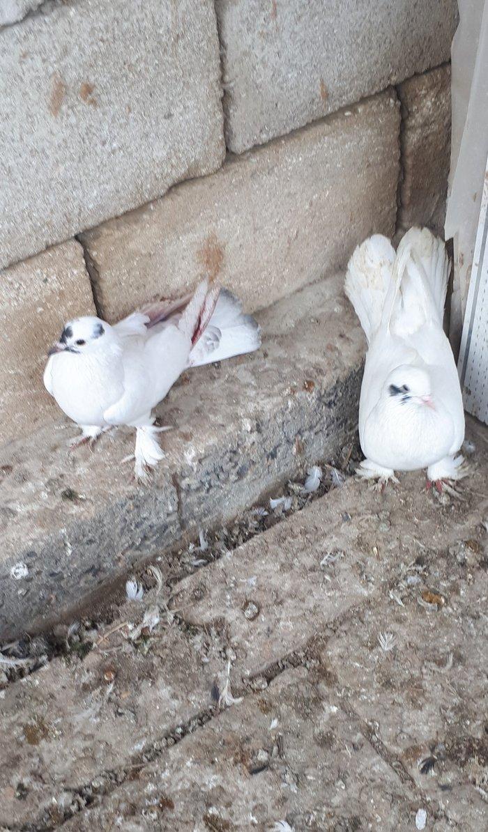 gozu xalli 18 qawqa 17 tukdu. cutu 60 azn. qawqanin oynamaqina soz yox