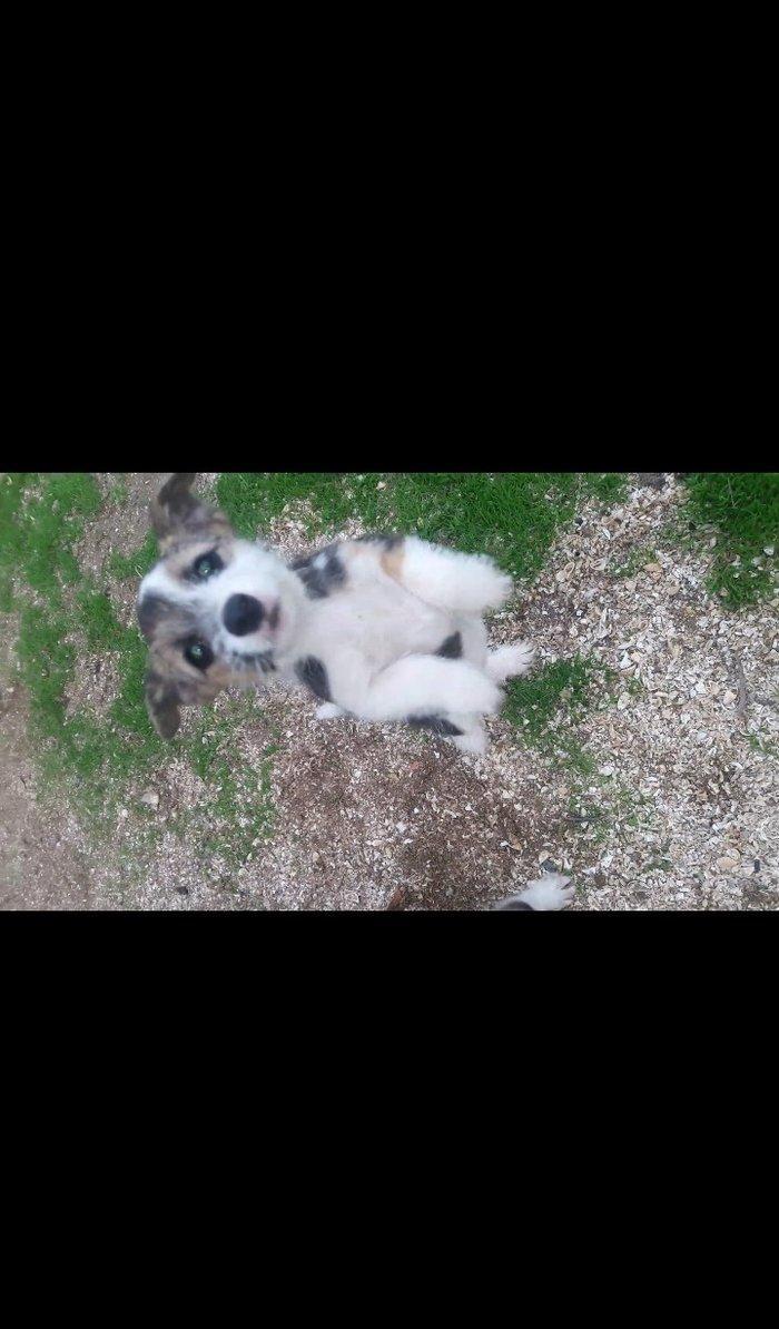 Собаки звонок. Tək biri 40 azn maraqlananlardan xahiş olunur əlavə məl