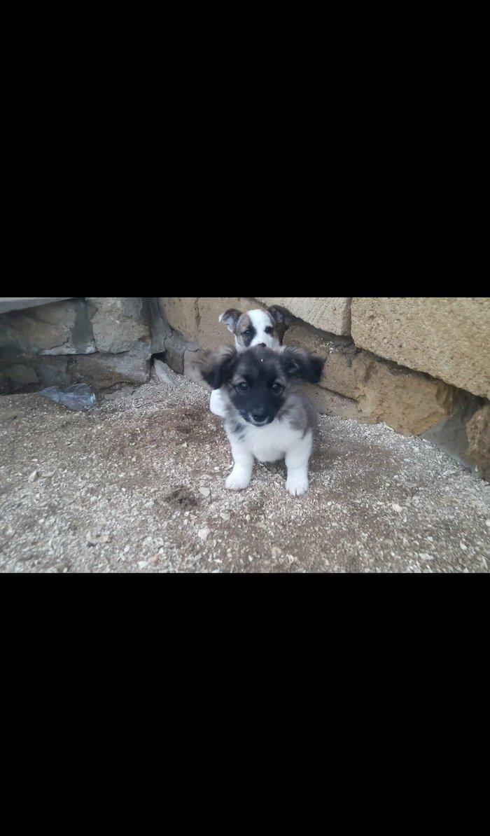 Собаки звонок. Tək biri 40 azn maraqlananlardan xahiş olunur əlavə məl