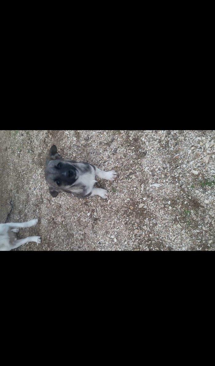 Собаки звонок. Tək biri 40 azn maraqlananlardan xahiş olunur əlavə məl