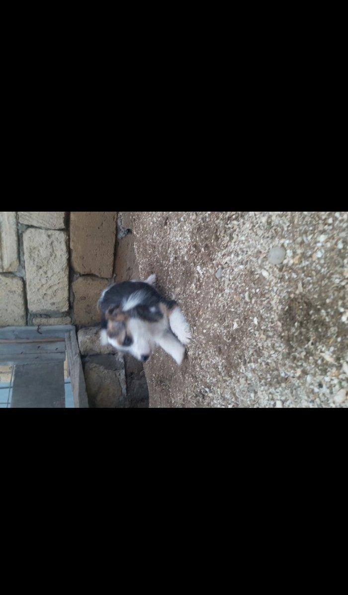 Собаки звонок. Tək biri 40 azn maraqlananlardan xahiş olunur əlavə məl