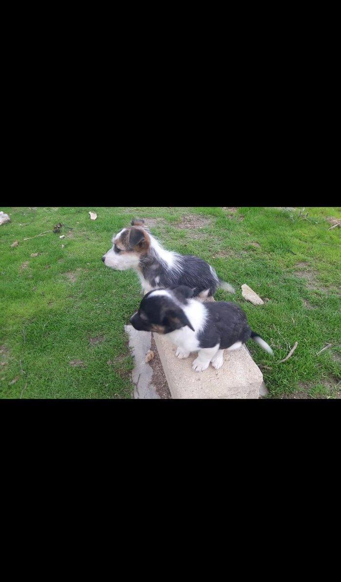 Собаки звонок. Tək biri 40 azn maraqlananlardan xahiş olunur əlavə məl