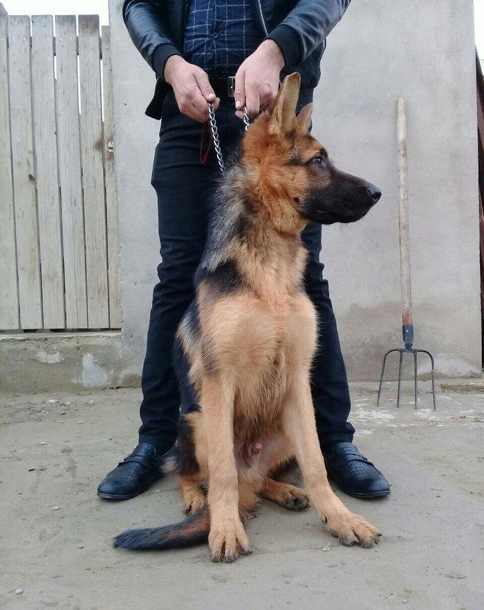 satlir cinsi afcarka erekydi elavə məllumat şhatsapp ve ya telde elaqe