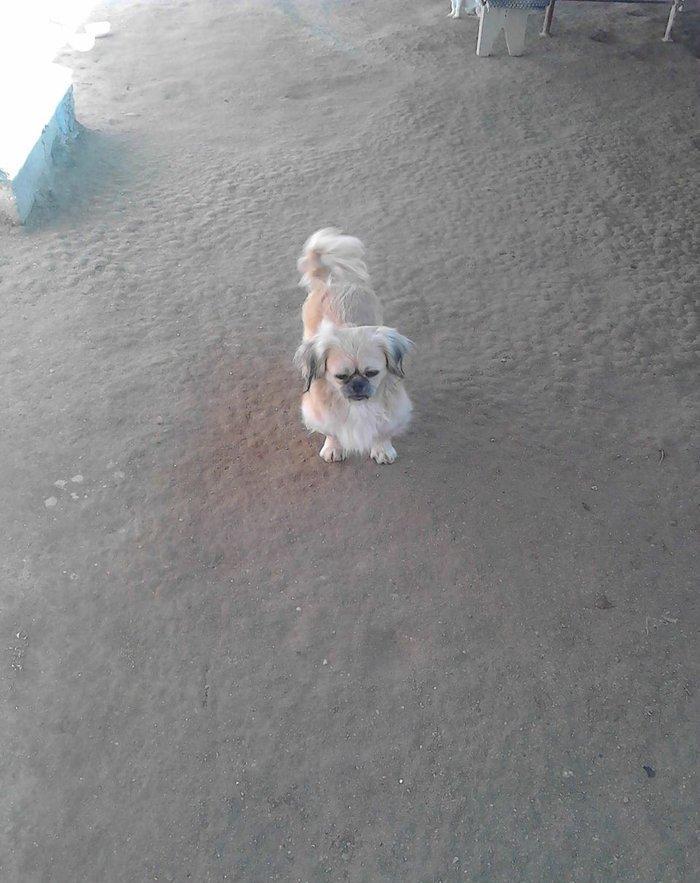 Erkeydi iyne dermani vurulub ... ev weraitinde boyub .. isteyen olsa