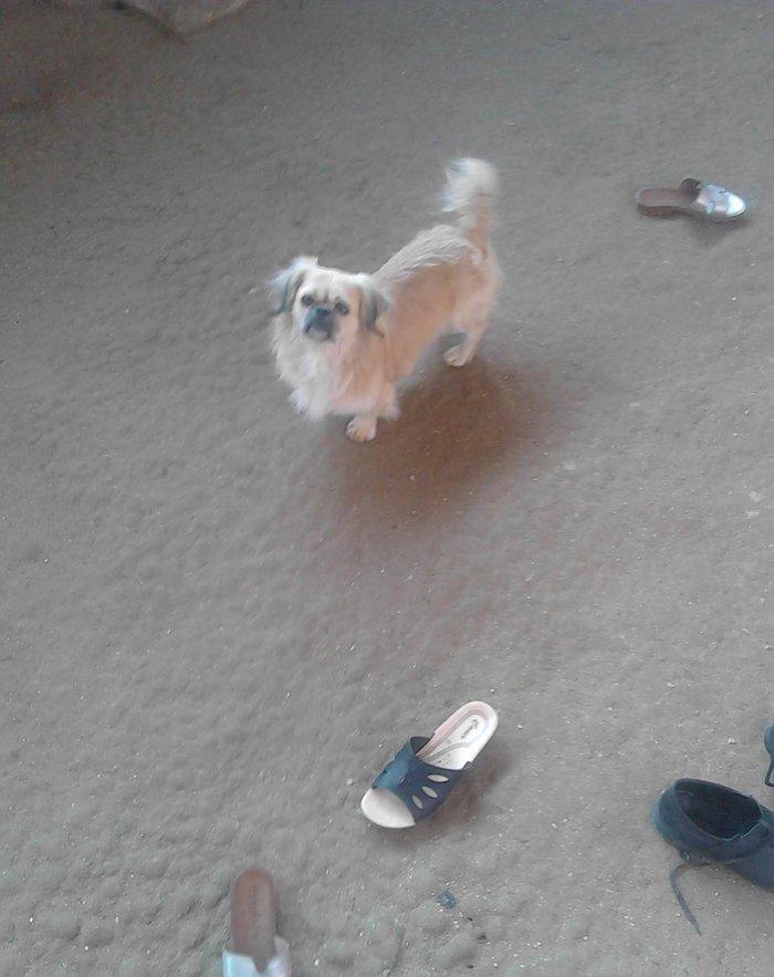 Erkeydi iyne dermani vurulub ... ev weraitinde boyub .. isteyen olsa