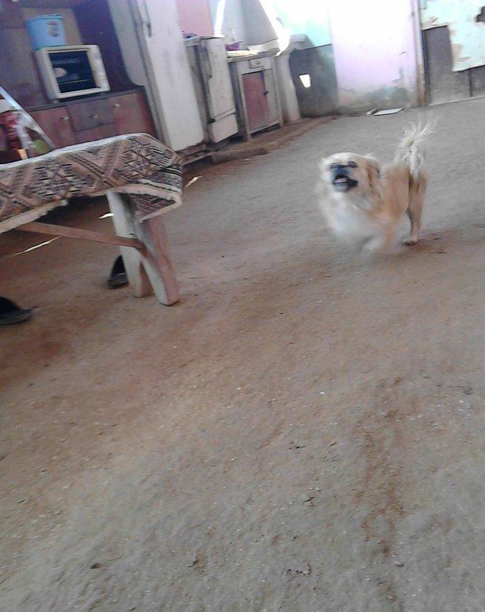 Erkeydi iyne dermani vurulub ... ev weraitinde boyub .. isteyen olsa