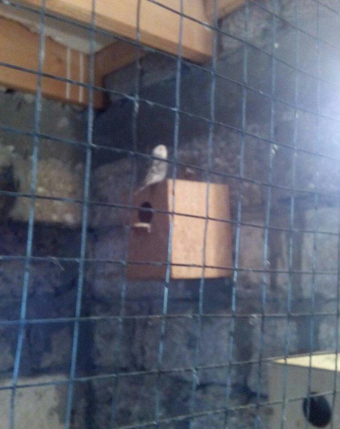 satıram hazır cut Papuqay bırı kül rengde bırıde sarı boynunda yasıl x