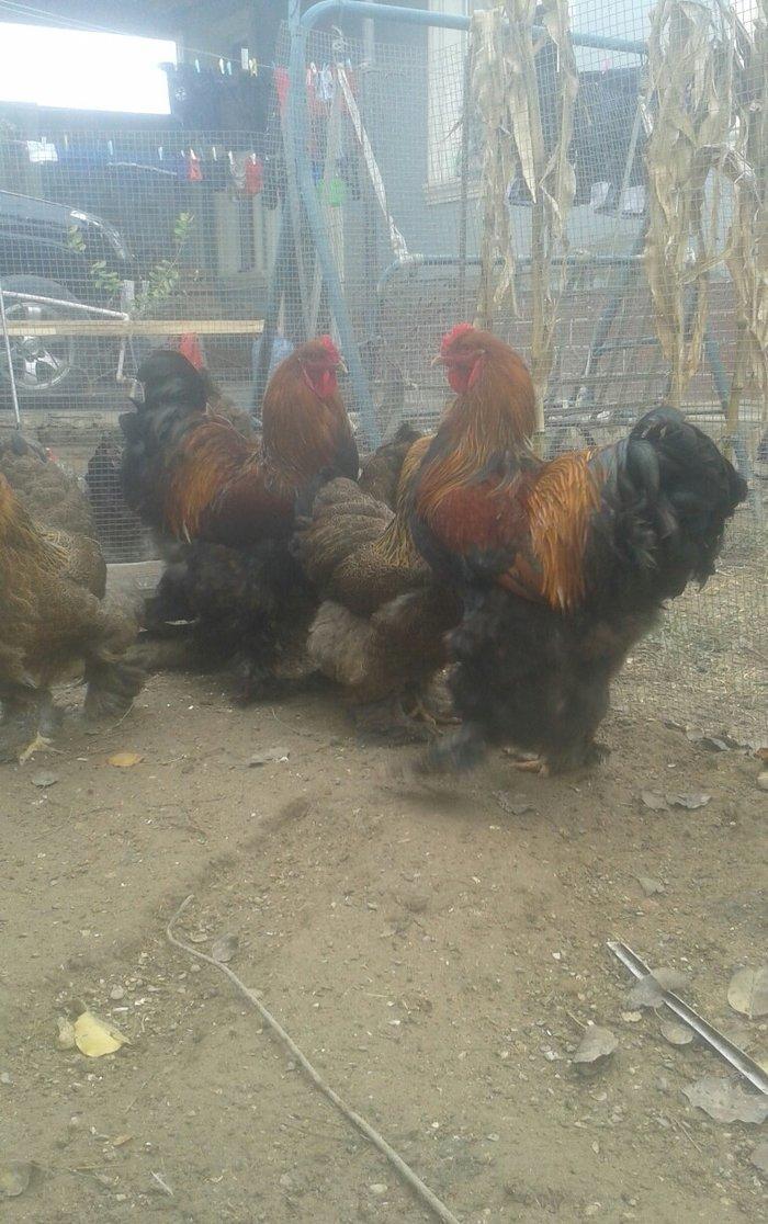 təmiz qol brama yumurtası satılır 3 azn  almaq istəyən heyvanlara gəli