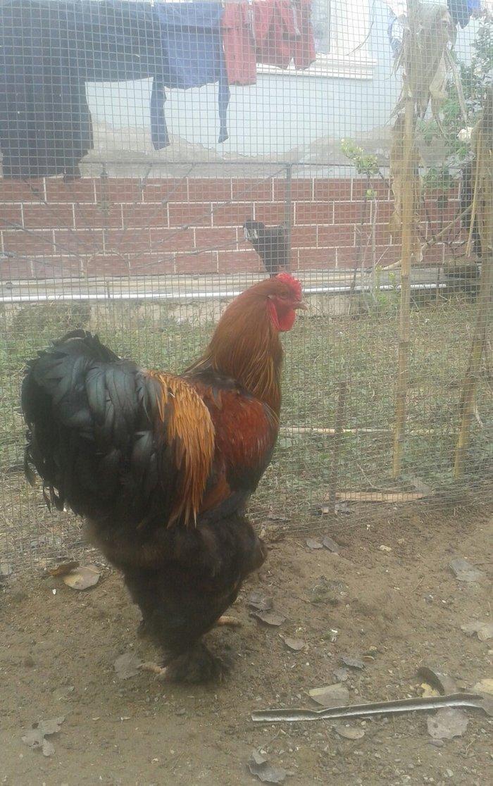 təmiz qol brama yumurtası satılır 3 azn  almaq istəyən heyvanlara gəli