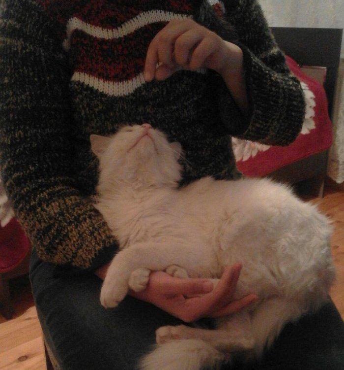 ag erkek  pishik, anqorla qarishiq, 1 yashi var, ev pishiyidir, biti