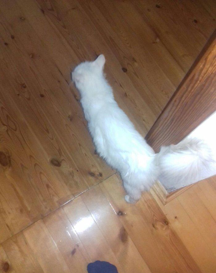 ag erkek  pishik, anqorla qarishiq, 1 yashi var, ev pishiyidir, biti