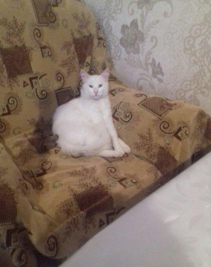 ag erkek  pishik, anqorla qarishiq, 1 yashi var, ev pishiyidir, biti