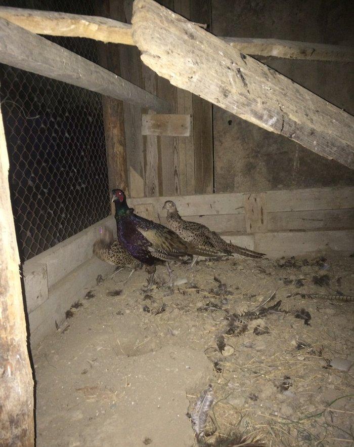 Qırqovul 3 birlikdə 80 manat 1 i xoruzdu il yarımlıqdı