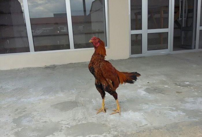 dekabır çolpasıdır heyvan getir yoxla iki defe meşqi olub bir su yarım