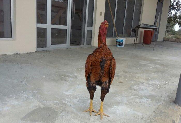 dekabır çolpasıdır heyvan getir yoxla iki defe meşqi olub bir su yarım