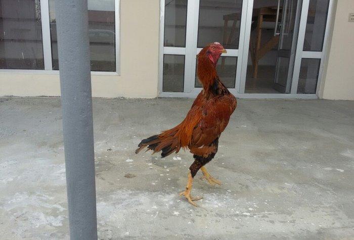 dekabır çolpasıdır heyvan getir yoxla iki defe meşqi olub bir su yarım