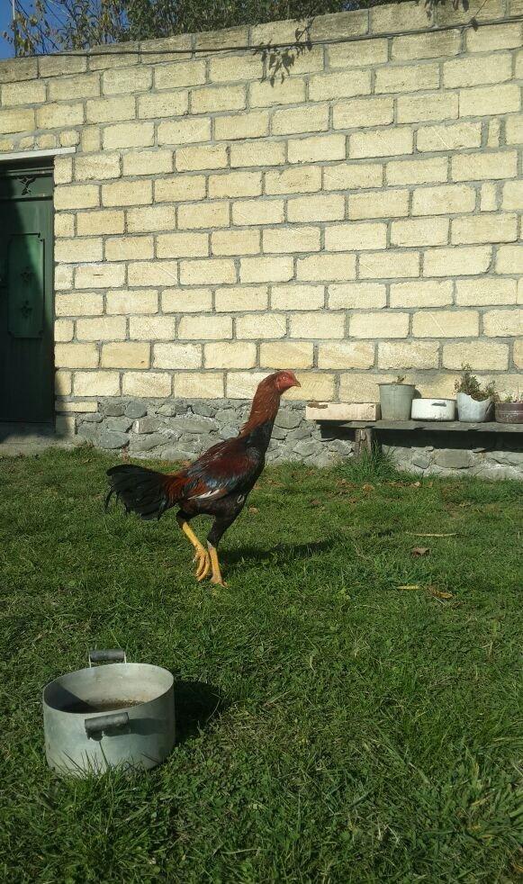 heyrati becesi fere toyuq doyus ucun temiz cins . doyusune soz yoxdu.