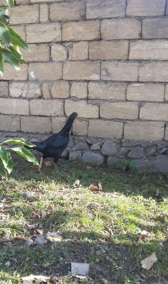 heyrati becesi fere toyuq doyus ucun temiz cins . doyusune soz yoxdu.