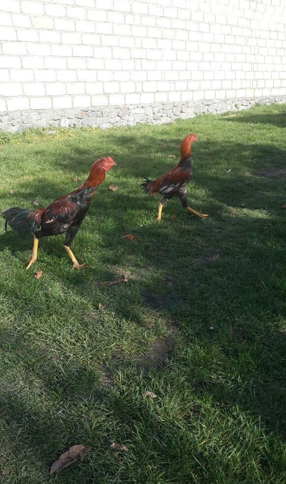 heyrati becesi fere toyuq doyus ucun temiz cins . doyusune soz yoxdu.