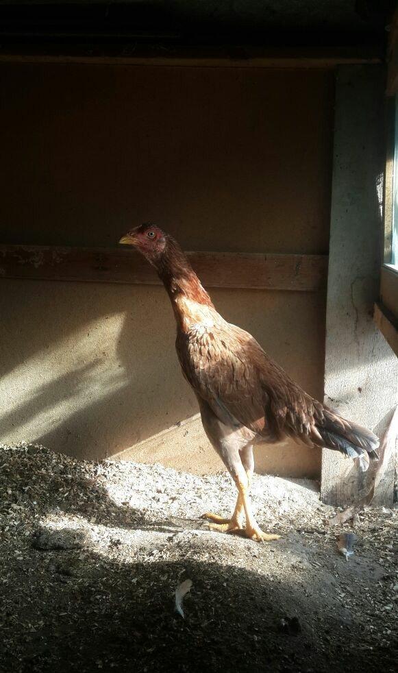 heyrati becesi fere toyuq doyus ucun temiz cins . doyusune soz yoxdu.