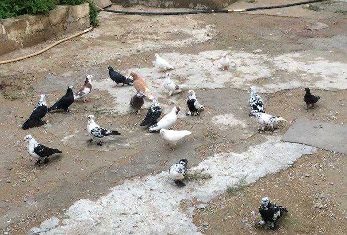 8 manatdan 20 eded qusQuslar goz qabagindadi 2 eded drakon qizgin er