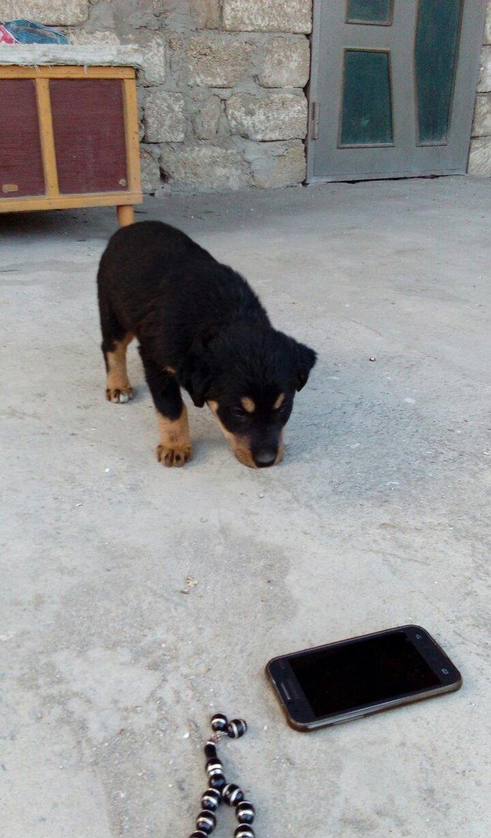 qoyun itiden donme kucuklardi anasi qoyun iti atasi heyat itidi iki ay