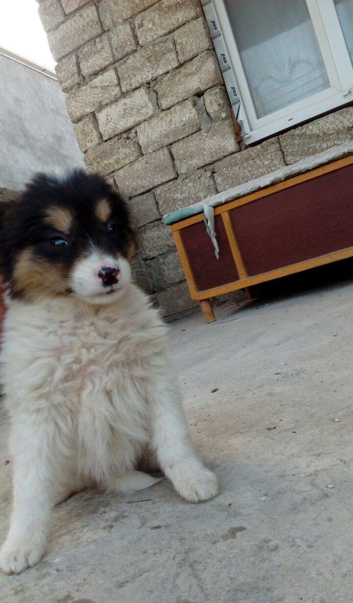 qoyun itiden donme kucuklardi anasi qoyun iti atasi heyat itidi iki ay