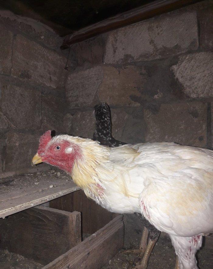 cut satilir cinsi efqan toyuq cilli xoruz ag  qiymet cutune aiddi