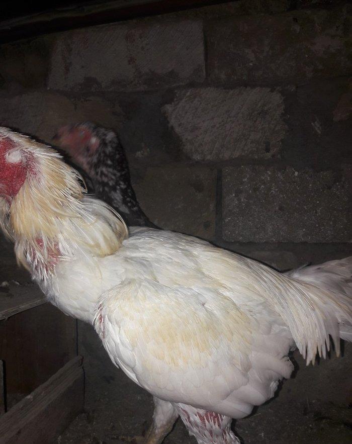 cut satilir cinsi efqan toyuq cilli xoruz ag  qiymet cutune aiddi