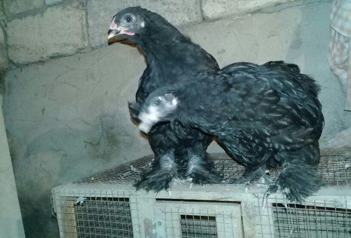 salam temiz qan brama rasiyadan gelib atasi anasi.iki aylari bugun tam