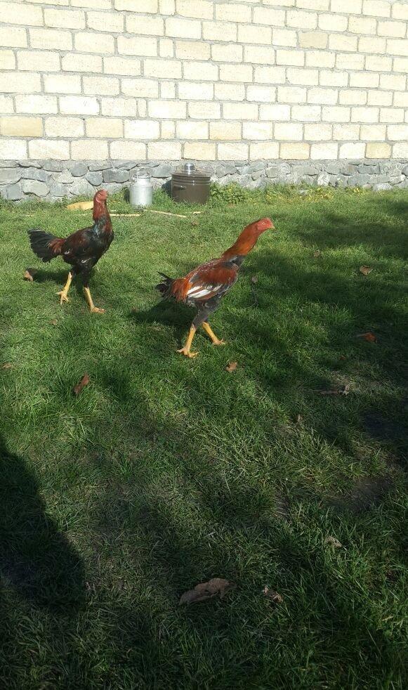 heyrati super doyus heyvanlari fere bece toyuq . cox oldugu ucun satil