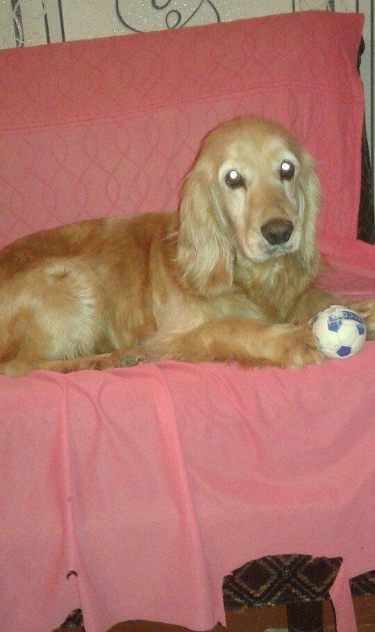 Koker Spaniel satiram diwidir cox agilli sadiq itdir 2 yawi var teliml