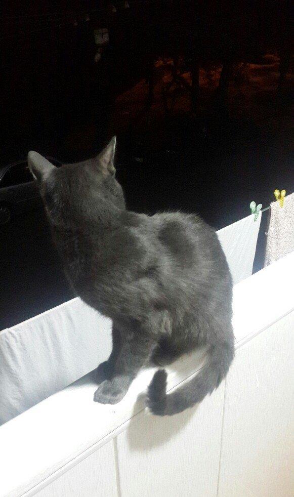 erkek 11 ayliqdi korat cinsi cox gozel pi****dir almaq isteyenler yazsi