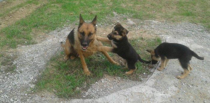 Afcarka satiram erkek bala tam saglam 3 ayligdir 2 peyvendi vurulub qu