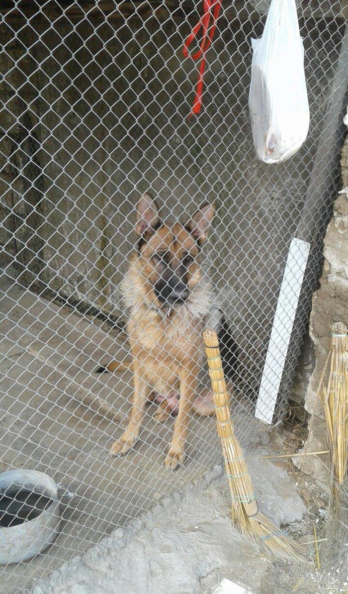 Afcarka satiram erkek bala tam saglam 3 ayligdir 2 peyvendi vurulub qu