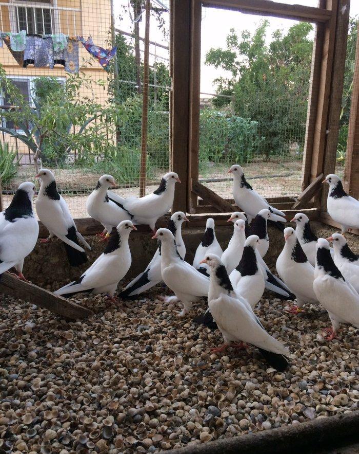 Qara boyun dest qara quyruğlar satılır quşlar zire kendindedir real al