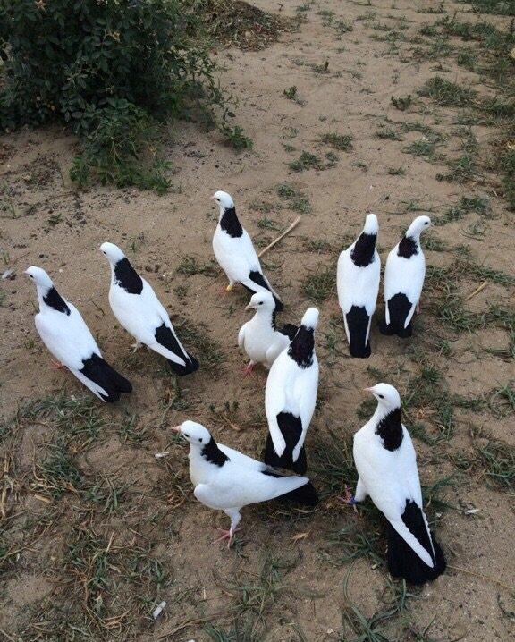 Qara boyun dest qara quyruğlar satılır quşlar zire kendindedir real al