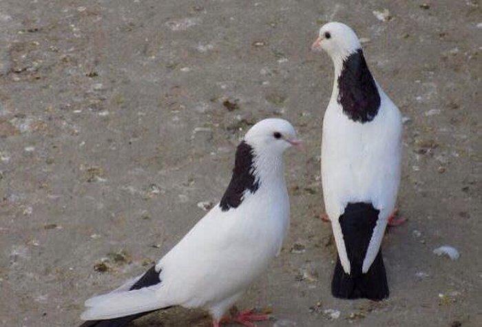 Qara boyun dest qara quyruğlar satılır quşlar zire kendindedir real al