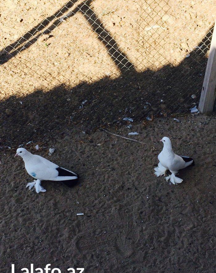 Temiz cins abriznoy desde qaraquyruglar eyni cinsdi 15  16 tukduler wa