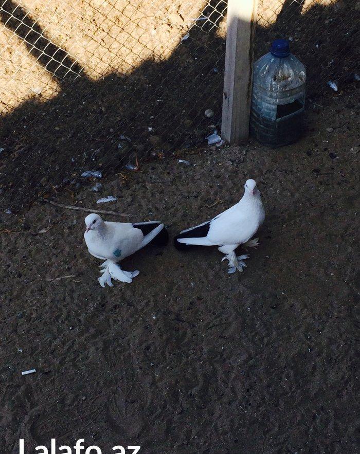 Temiz cins abriznoy desde qaraquyruglar eyni cinsdi 15  16 tukduler wa