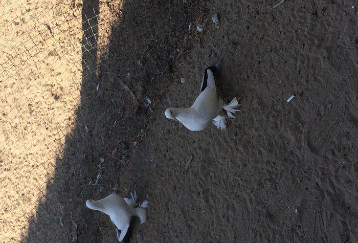 Temiz cins abriznoy desde qaraquyruglar eyni cinsdi 15  16 tukduler wa