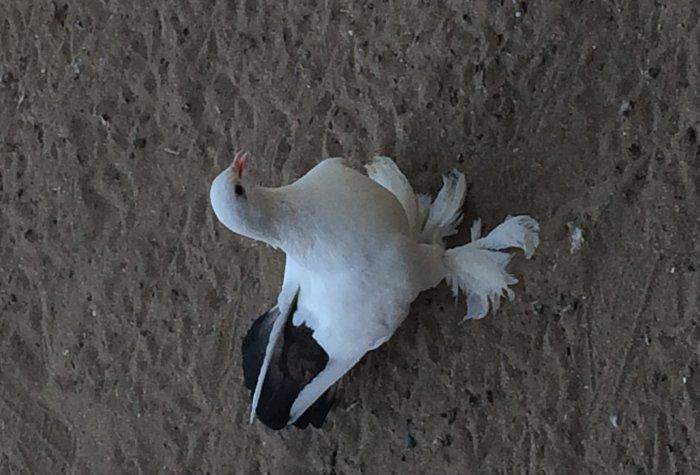 Temiz cins abriznoy desde qaraquyruglar eyni cinsdi 15  16 tukduler wa