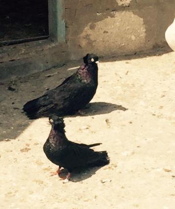 Quwlar temiz cins ag goz ag dimdik komuru qaralardi erkey mayadi cutdu