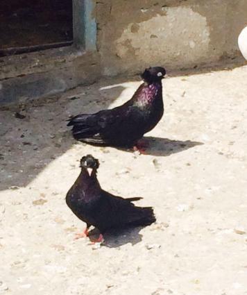 Quwlar temiz cins ag goz ag dimdik komuru qaralardi erkey mayadi cutdu