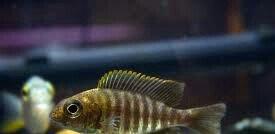 Aulonokara baliqları. tam şekildekinnendi 60 eded var . 4 sm 5 sm. qiy