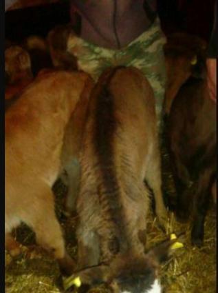 Gürcüstan sortu ətlik bzov lar tez kökləndi 1 ayliqdi