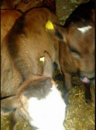 Gürcüstan sortu ətlik bzov lar tez kökləndi 1 ayliqdi