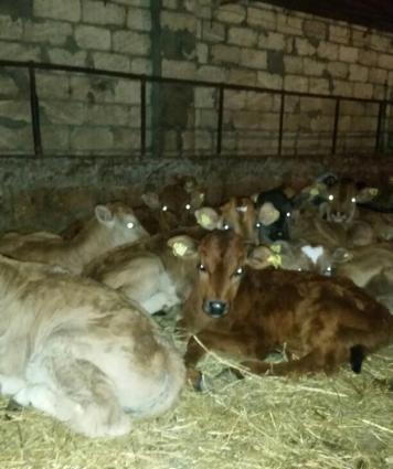 Gürcüstan sortu ətlik bzov lar tez kökləndi 1 ayliqdi