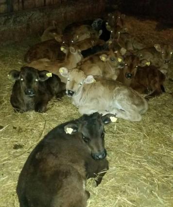 Gürcüstan sortu ətlik bzov lar tez kökləndi 1 ayliqdi